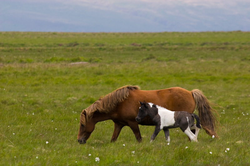 Icelandic Horses